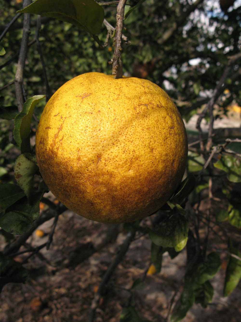            Fruit (Winter Haven, FL)   